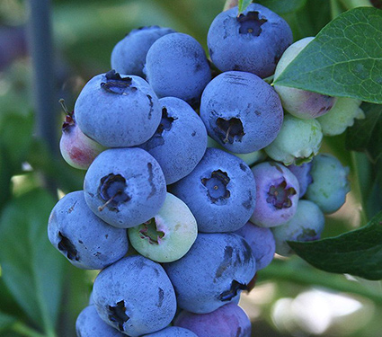 Blueberry Blueray