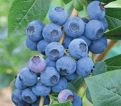 Blueberry Earliblue