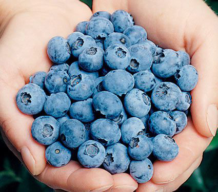 Blueberry Elliott