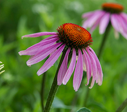 Native Wildflowers