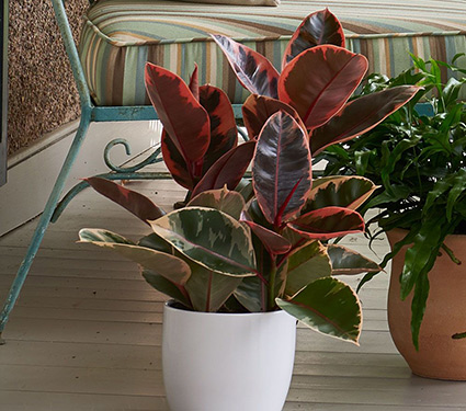 Ruby Rubber Plant