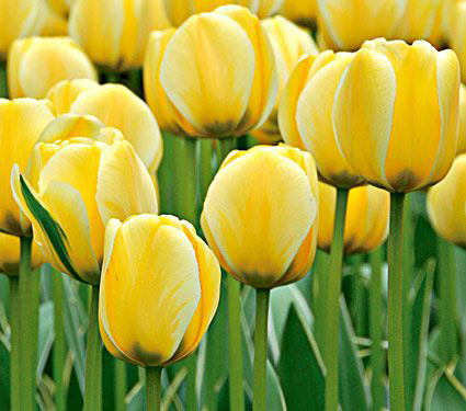 Tulip 'Jaap Groot'