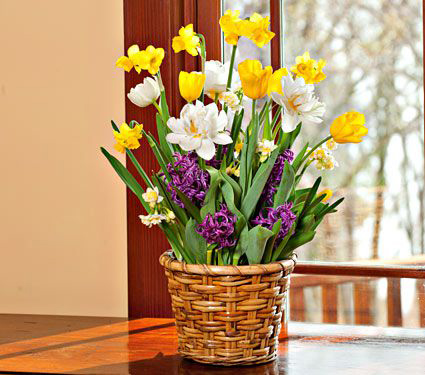 Early Cheer Bulb Collection