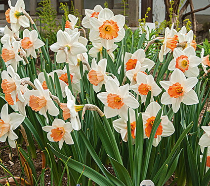 First Blush Pink Narcissus Mixture