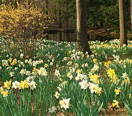The Works Daffodil Mix