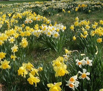 Professional's Naturalizing Daffodil Mix