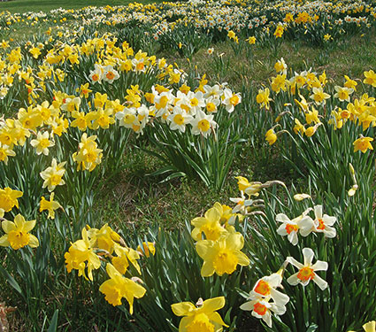 Professional's Naturalizing Daffodil Mix