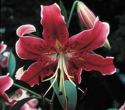 Lilium Arabesque