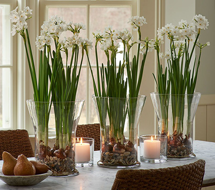 Paperwhites