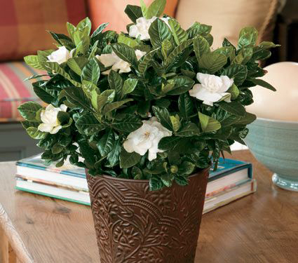 Gardenia