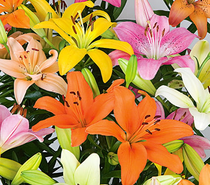 Pastel Shades Asiatic Lily Mix for Naturalizing