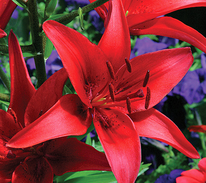 Lilium Commander In Chief