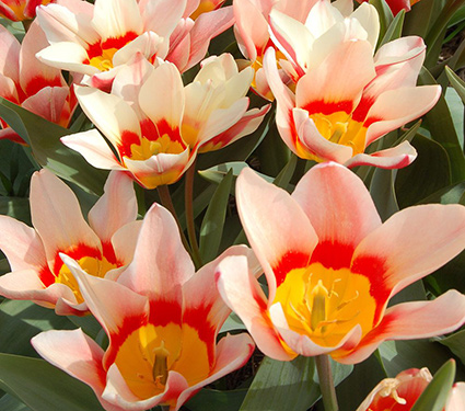 Tulip 'Analita'