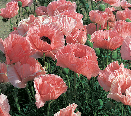 Papaver orientale Helen Elizabeth