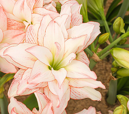 Amaryllis 'Aphrodite'