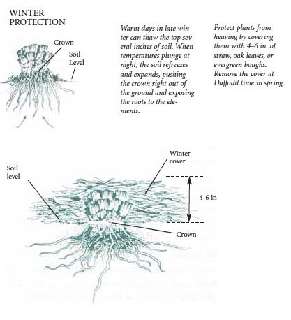 Winter Protection