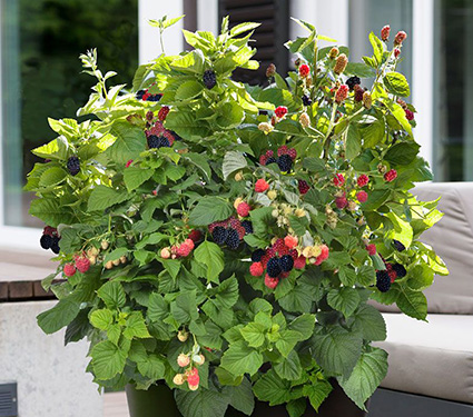 Bushel and Berry™ Blackberry Baby Cakes™