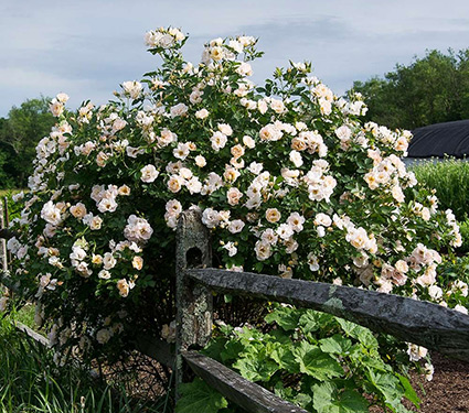 Rose Above and Beyond™