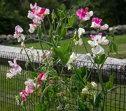 Sweet Pea 'Cheri Amour'