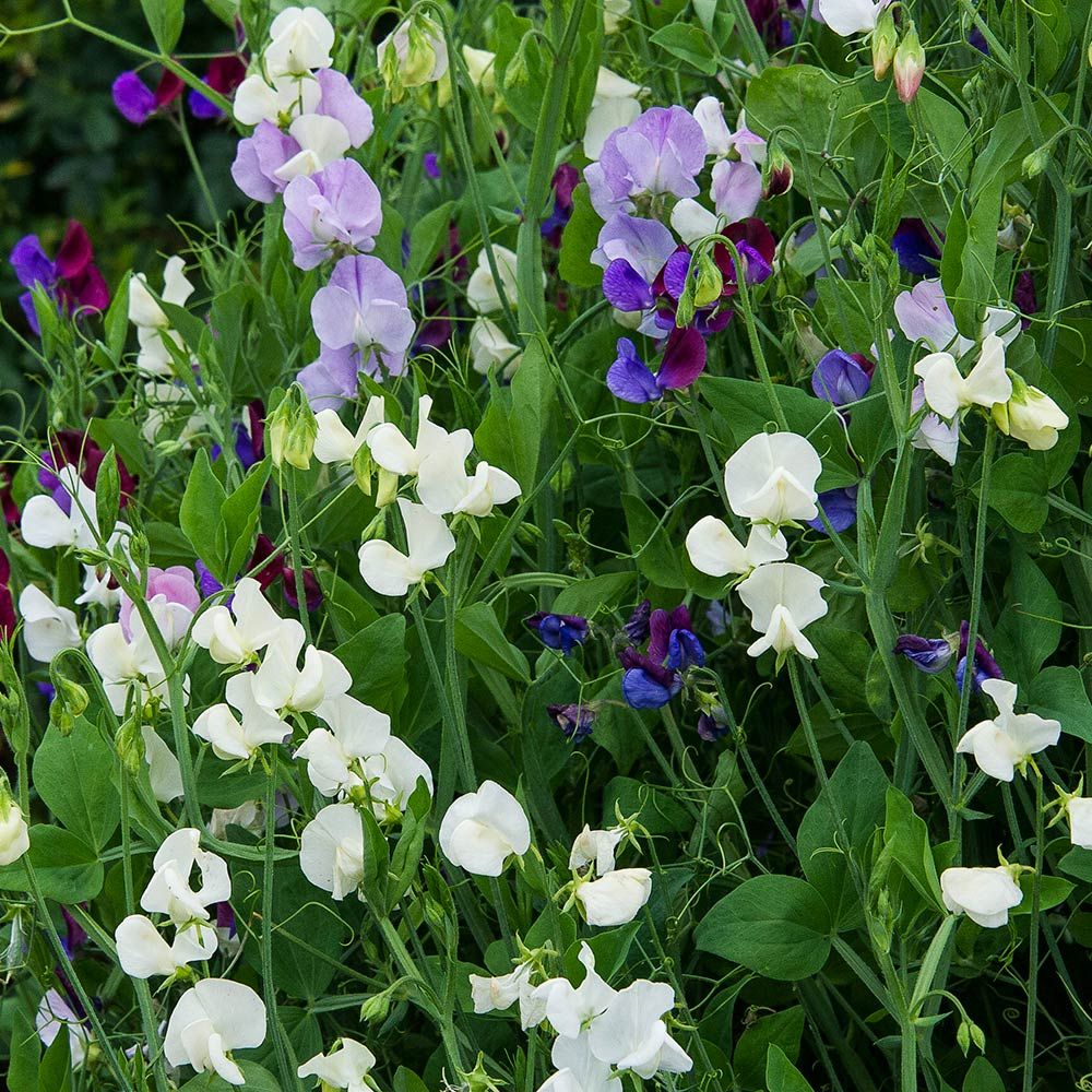 Sweet Pea Jewels of Albion