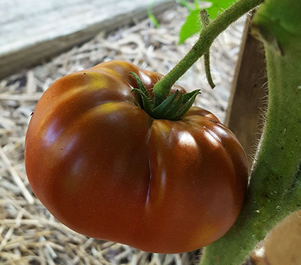 Tomato 'Tasmanian Chocolate'