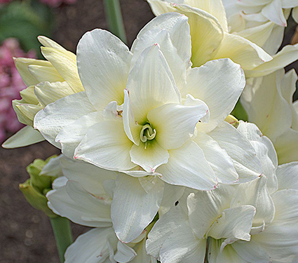 Amaryllis Alasca®