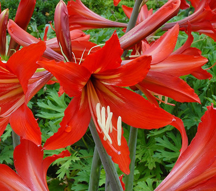 Amaryllis Balentino®