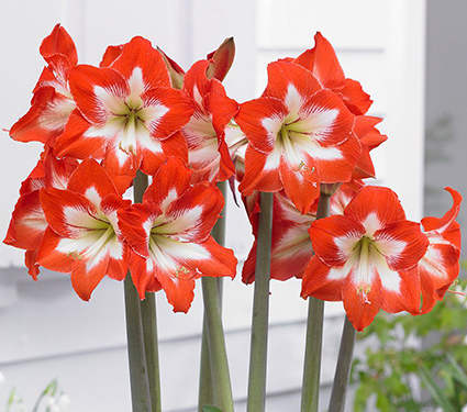 Amaryllis Eyecatcher®