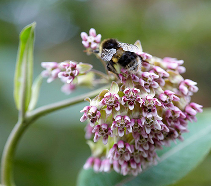 Asclepias syriaca