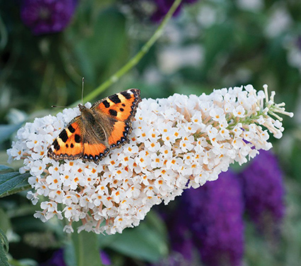 Buddleia davidii Buzz™