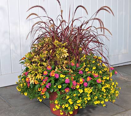 Fountain Grass Fireworks Annual Collection