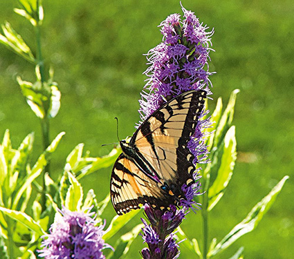Liatris spicata 'Kobold'