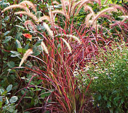 Ornamental Grass Pennisetum setaceum 'Fireworks'