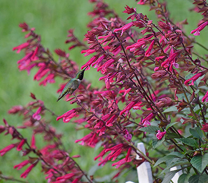 Salvia Wendy's Wish