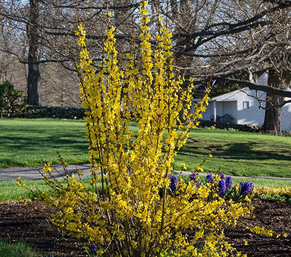 Forsythia x intermedia Show Off®