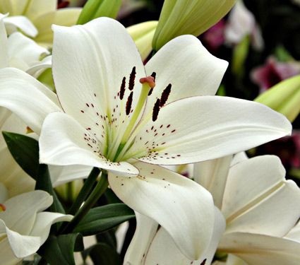 Lilium 'Eyeliner'