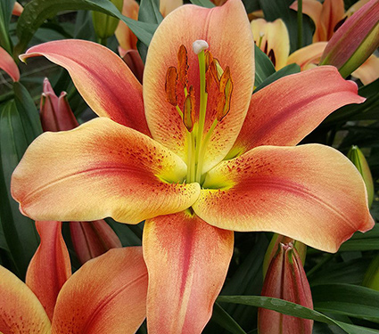 Lilium 'Montego Bay'