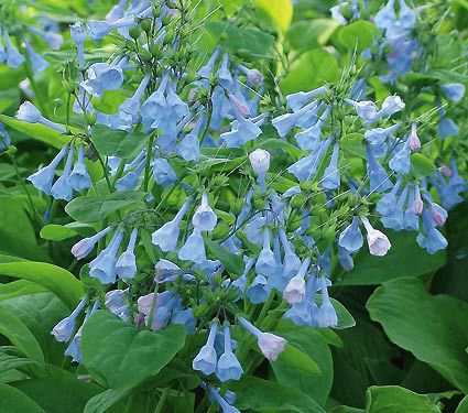 Mertensia virginica