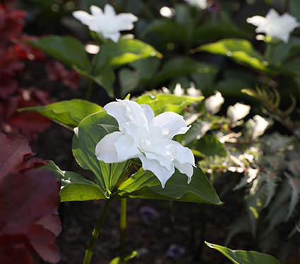Trillium grandiflorum 'Flore Pleno'