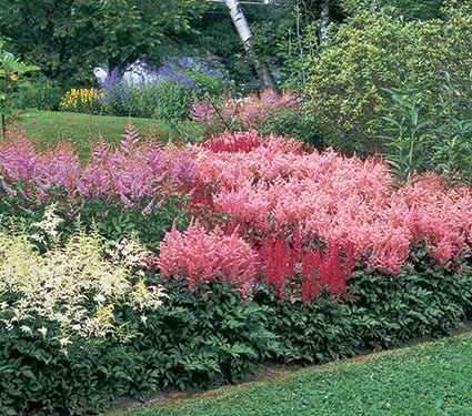 Cornerstone Astilbe Collection