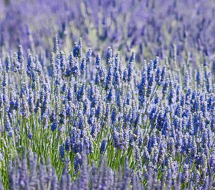 Lavender Patch