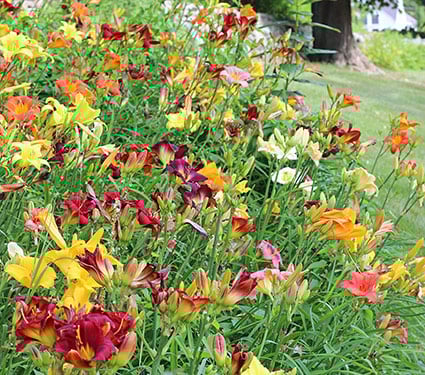 Unique 50 Daylilies - Hemerocallis