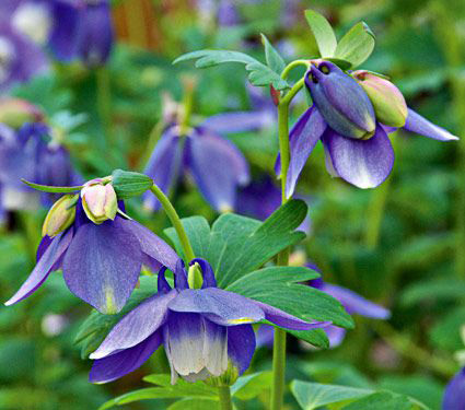 Aquilegia 'Blue Butterflies'