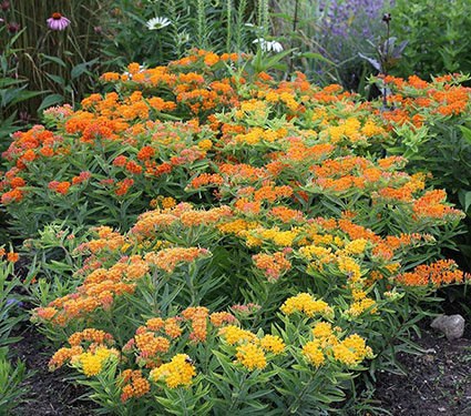 Asclepias Gay Butterflies Mixture