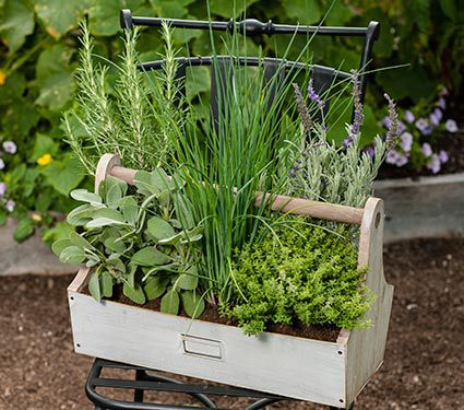 Chefs Compaion Herb Kit With Rustic Tool Box Planter