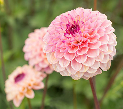Dahlia 'Wine Eyed Jill'