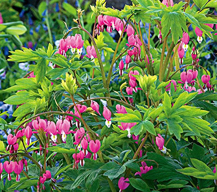 Dicentra spectabilis