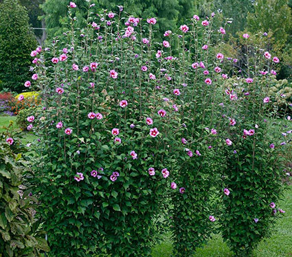 Hibiscus Purple Pillar