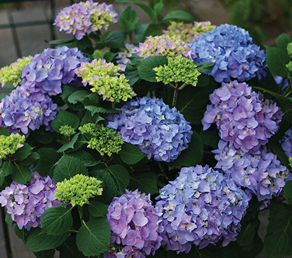 Hydrangea macrophylla Let's Dance® Rhythmic Blue™