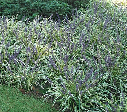 Liriope muscari 'Variegata'